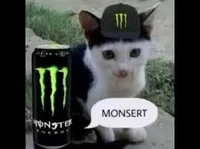 Monsert cat
