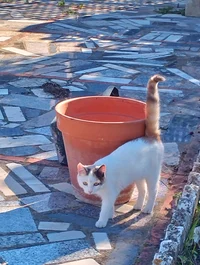 Rosco the Street Cat