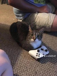Cat Gaming