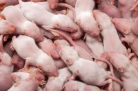 Newborn mice