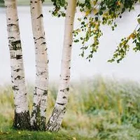 Birch trees 