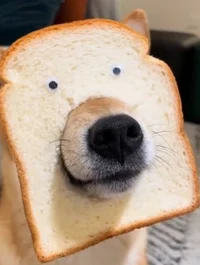 Perro pan