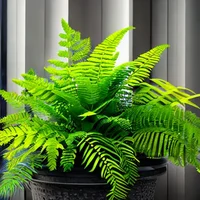 Fern The Fern