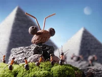 Ant - simulator