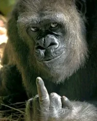 Gorila anjay slebeww