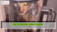 cat in the blender