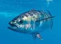 tuna