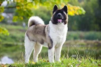 Akita