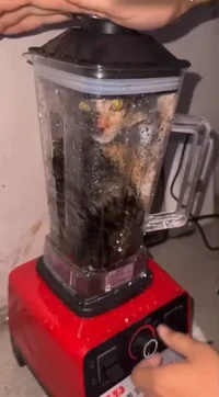 cat in the blender