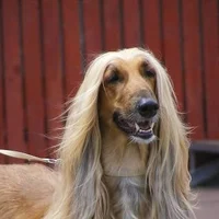 Afghan Hound