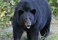 Black Bear