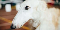 Borzoi