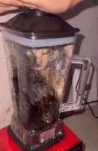 cat in blender