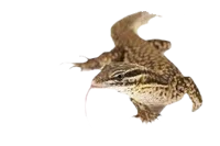Ackie Monitor