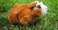 Abyssinian Guinea