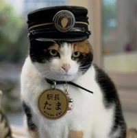 Conductor cat 