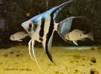 Angelfish