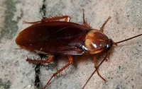 American Cockroach