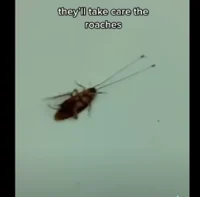 Cockroach