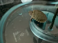 Slaying Turtle