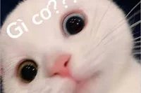 Tina