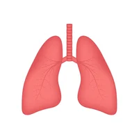 Lungs