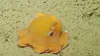 Flapjack octopus 