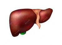 Liver