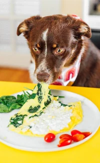 Dog eating egg