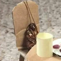 Cockroach Gregory