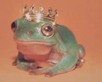 Royal Prince Ash