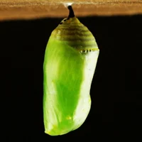 Chrysalis-Cocoon TF