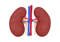 Kidneys