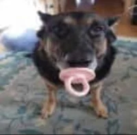 cachorro chupetao