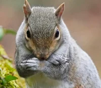The elder squirrel
