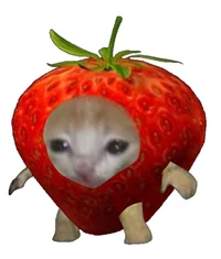Strawberry cat