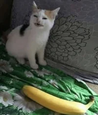 cat hate banana
