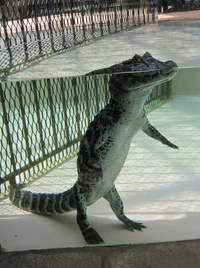 Funi alligator 
