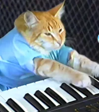 Keyboard cat