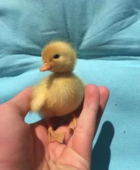 Pet duck 