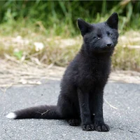 Black fox pup