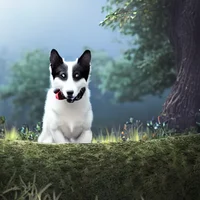 A Totally Normal Dog