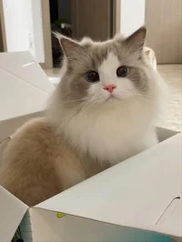 Ragdoll Cat