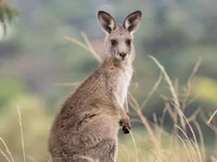 A mad kangaroo