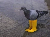 Pigeon 