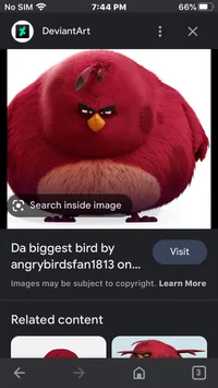 Biggest bird