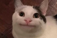 Beluga the Cat
