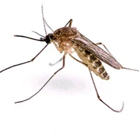 mosquito