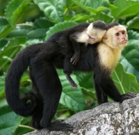 Capuchin