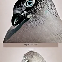 anthro pigeon